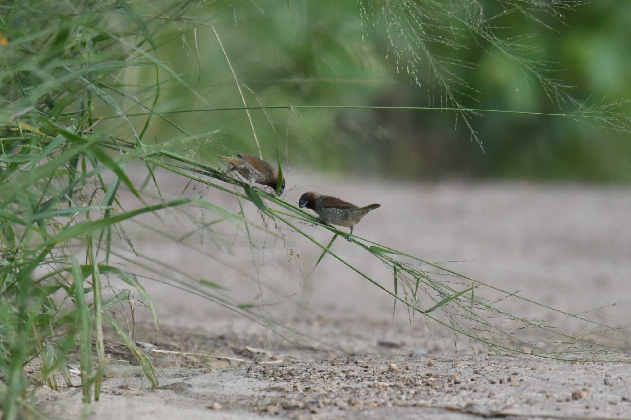 Scaly-breasted Munia