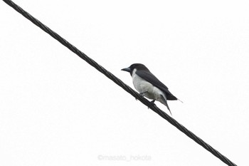 Fiji Woodswallow