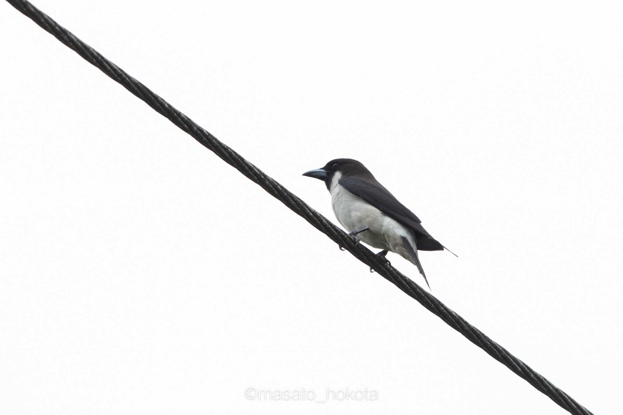 Photo of Fiji Woodswallow at Colo-I-Suva Rainforest Eco Resort by Trio