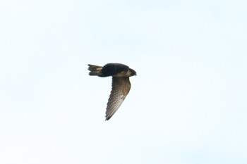 Eurasian Hobby