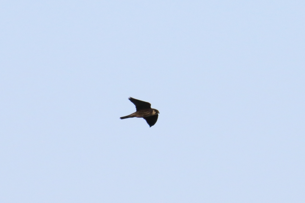 Photo of Eurasian Hobby at Ishigaki Island by マイク