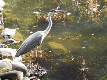 2019年9月30日(月) 明治神宮の野鳥観察記録