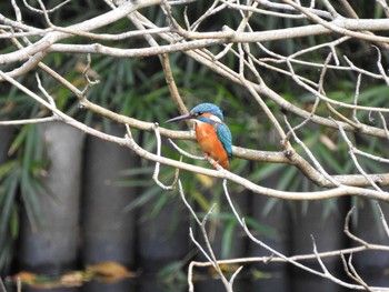 カワセミ 明治神宮 2019年9月30日(月)