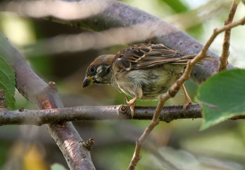 Eurasian Tree Sparrow 黒目川 Fri, 9/27/2019