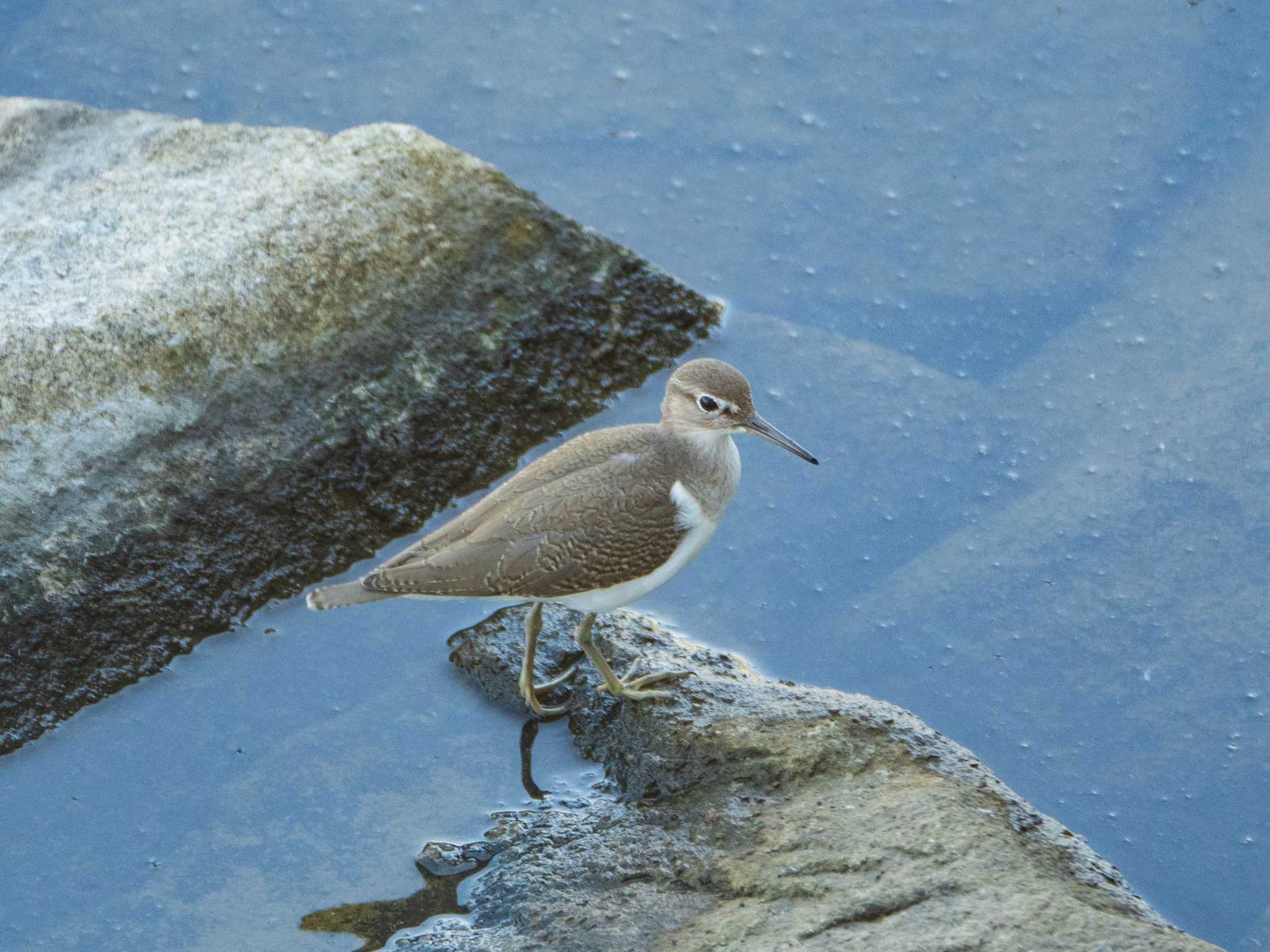 Common Sandpiper