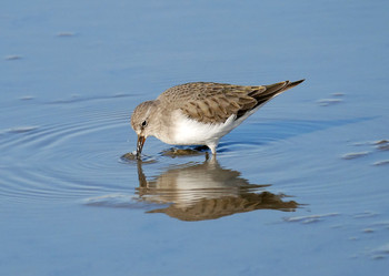 Temminck's Stint Isanuma Tue, 1/8/2019