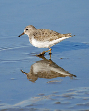 Temminck's Stint Isanuma Tue, 1/8/2019