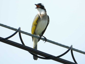 Light-vented Bulbul 屋我地島(沖縄県) Tue, 9/10/2019