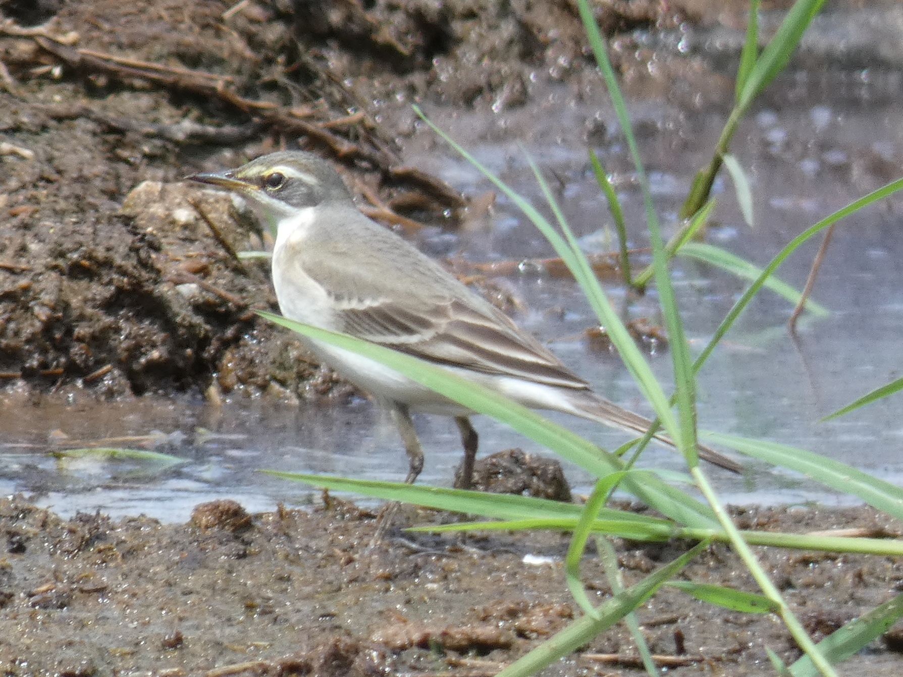 Photo of Eastern Yellow Wagtail at Yoron Island by あおこん