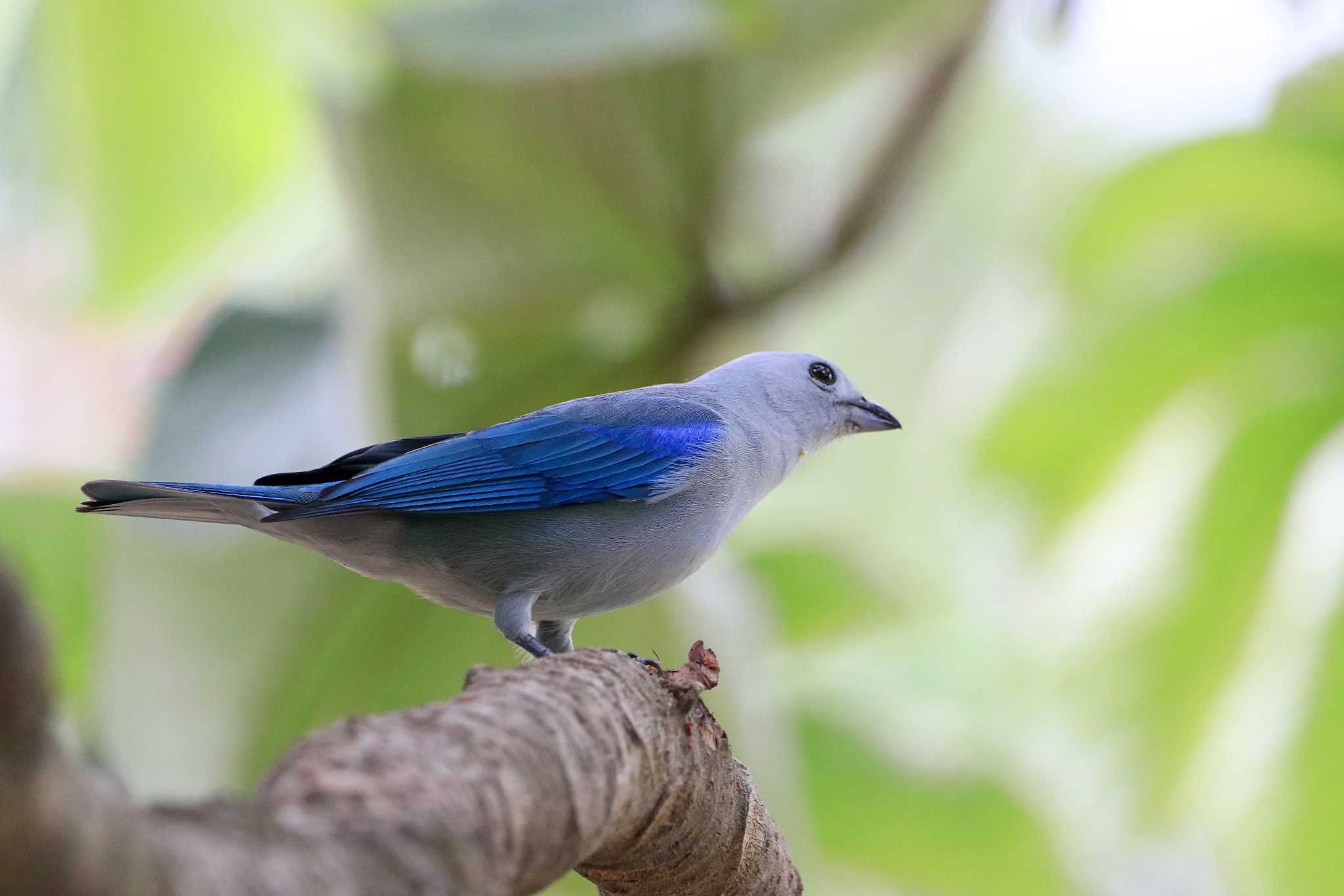 Photo of Blue-grey Tanager at Parque Metropolitano La Sabana （Costa Rica) by とみやん