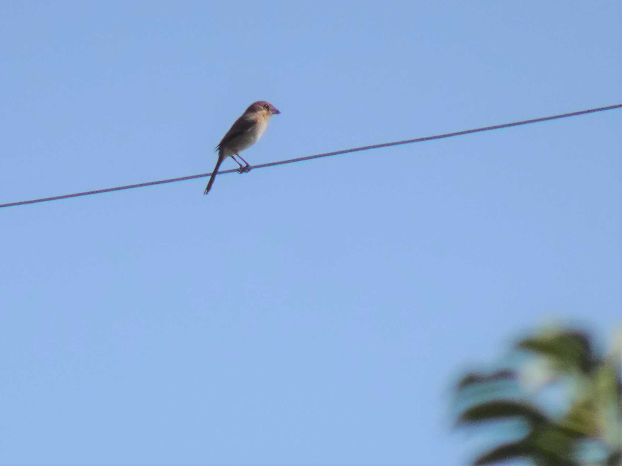 Bull-headed Shrike