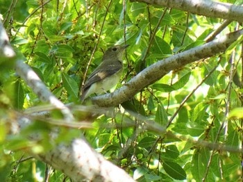 2019年10月1日(火) 尼崎市農業公園の野鳥観察記録