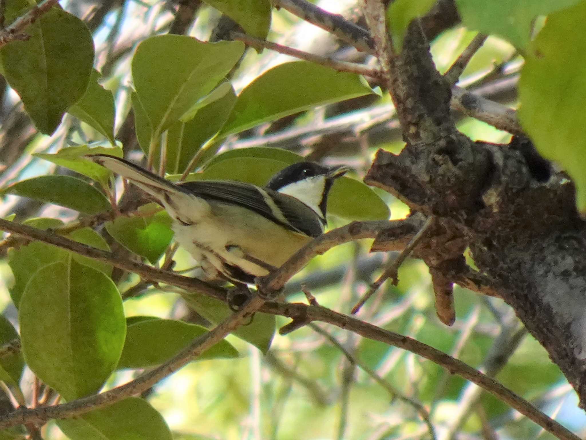 Japanese Tit