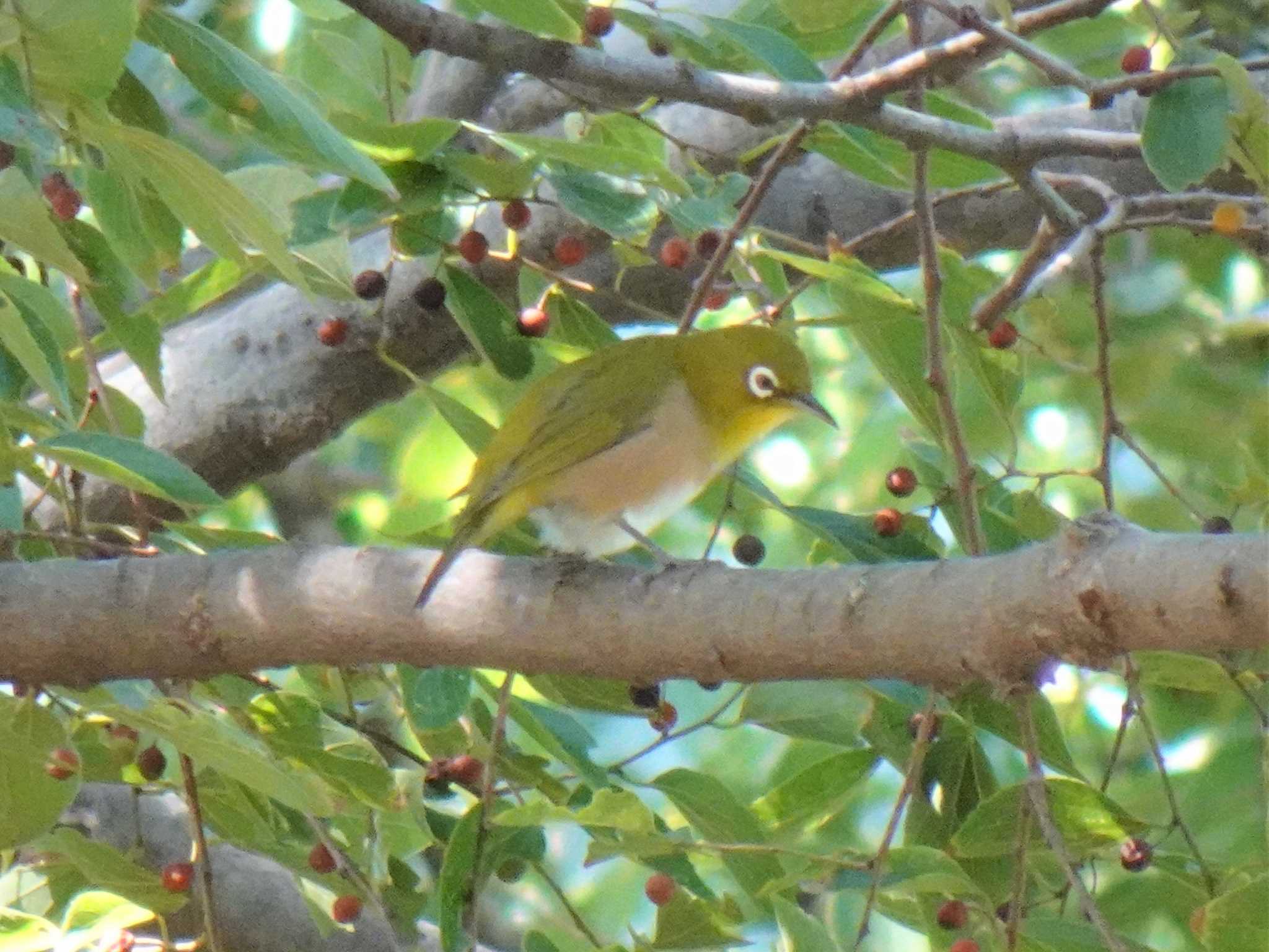 Warbling White-eye