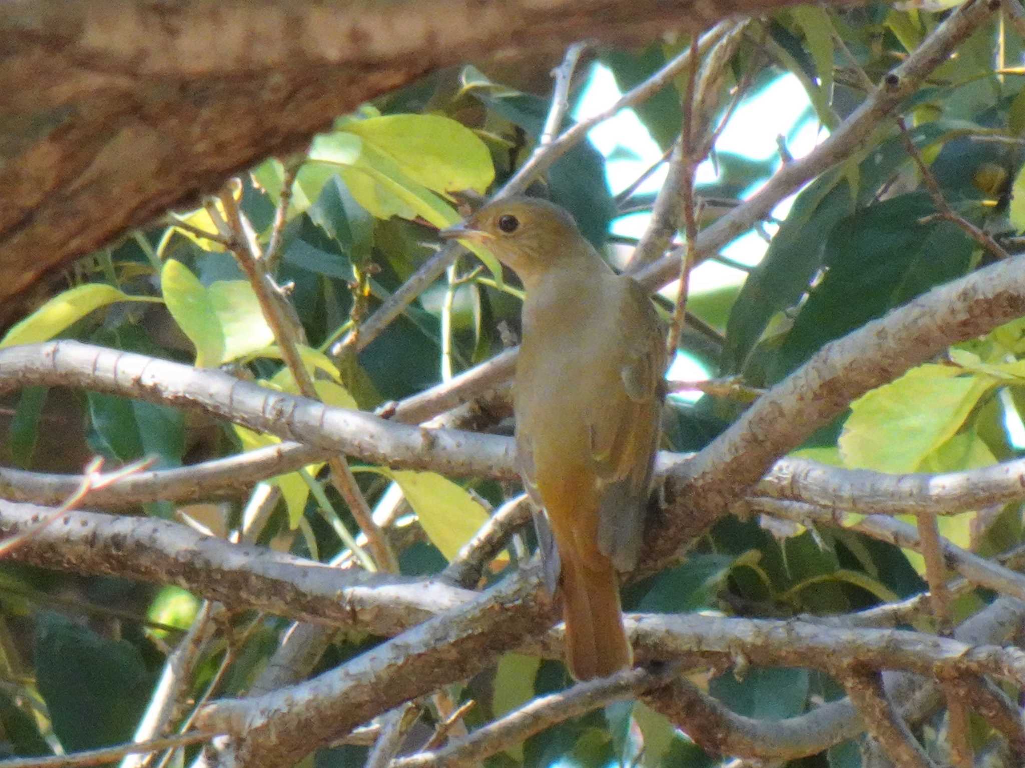 Blue-and-white Flycatcher