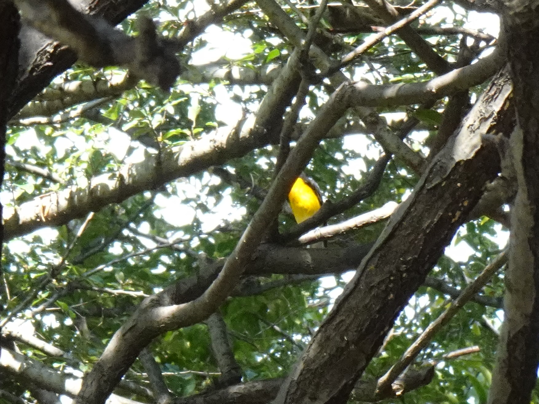 Narcissus Flycatcher