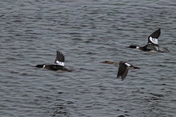 ウミアイサ 釧路港 2019年3月25日(月)