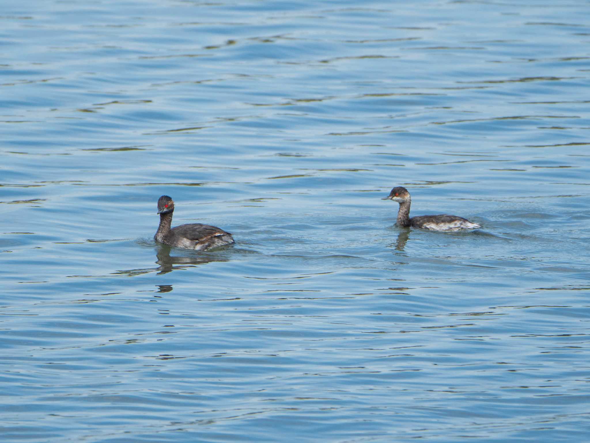 Black-necked Grebe