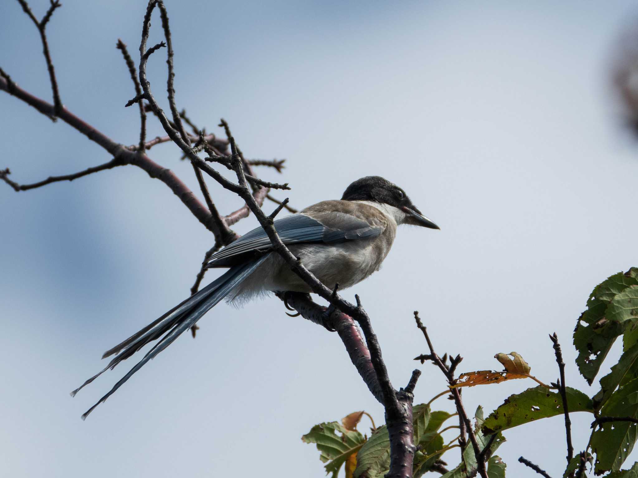 Azure-winged Magpie