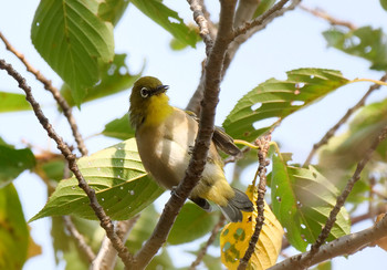 Warbling White-eye Akigase Park Tue, 10/1/2019