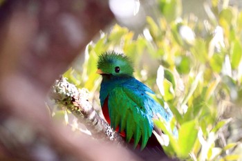 カザリキヌバネドリ Miriam's Quetzals(Costa Rica) 2019年9月26日(木)