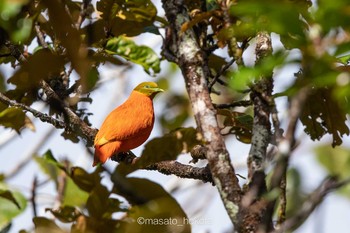 Orange Fruit Dove Taveuni Island Fri, 9/20/2019