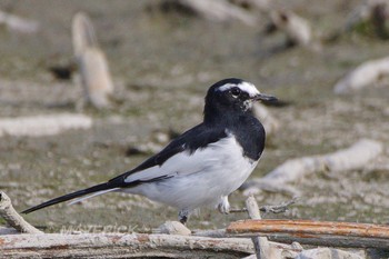 Sun, 9/29/2019 Birding report at 愛西市