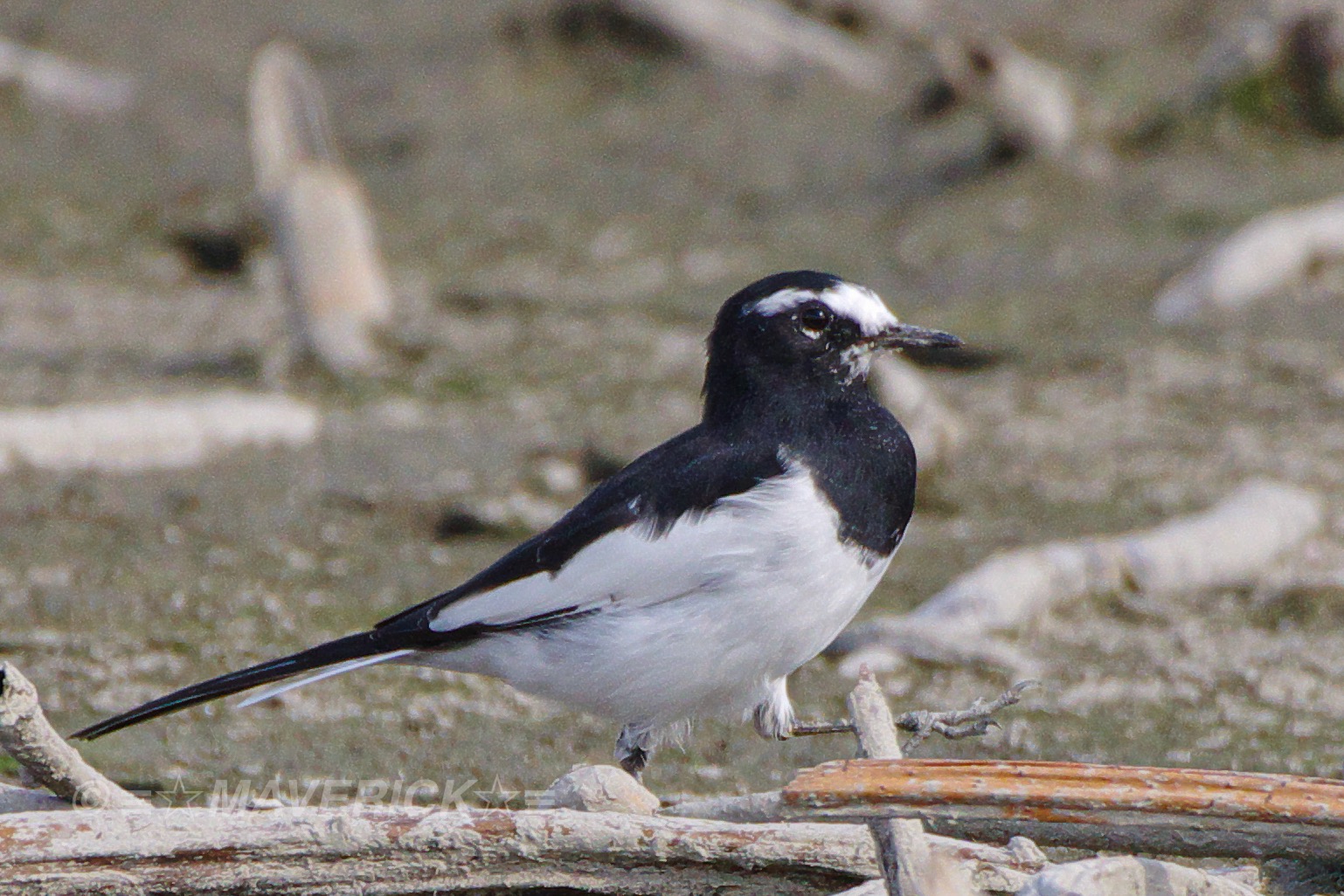 Japanese Wagtail