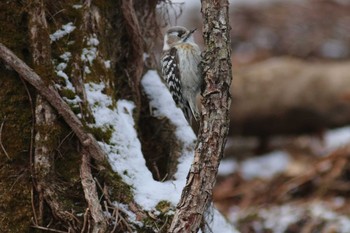 Japanese Pygmy Woodpecker(seebohmi) Nishioka Park Sat, 3/23/2019