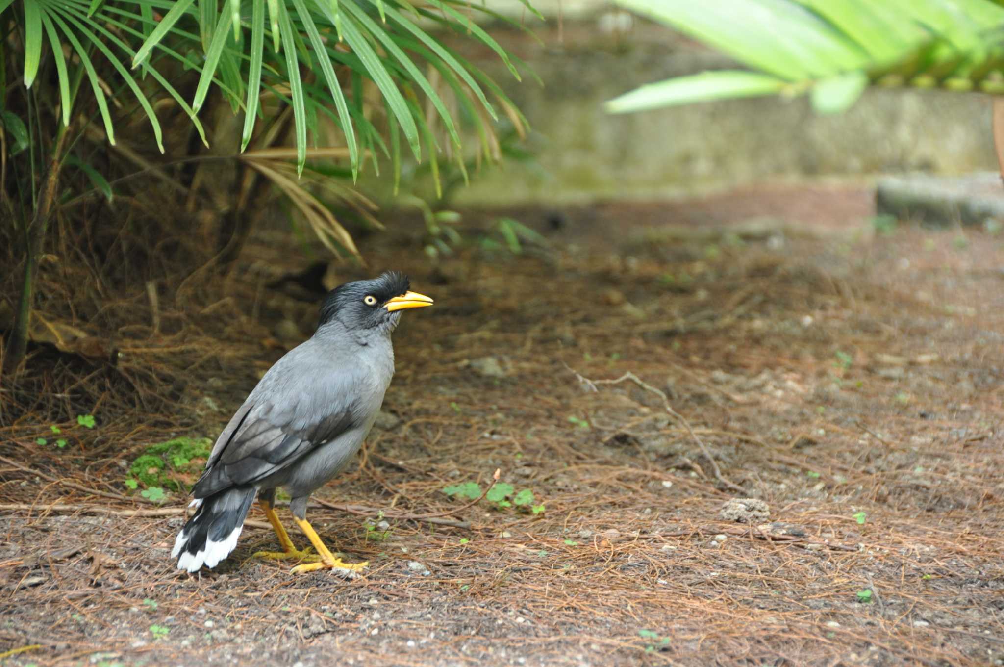 Photo of Great Myna at シンガポール by Pecco