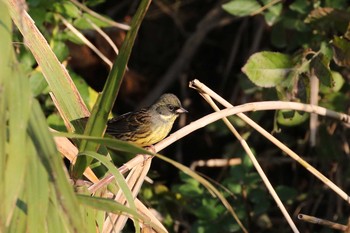 2019年10月2日(水) 北海道　函館市　松倉川の野鳥観察記録