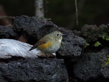 ルリビタキ 奥庭荘(富士山) 2019年9月19日(木)