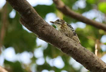 Japanese Pygmy Woodpecker さくら草公園 Tue, 10/1/2019