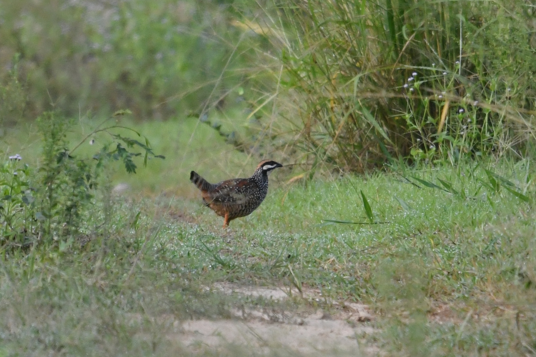 Chinese Francolin