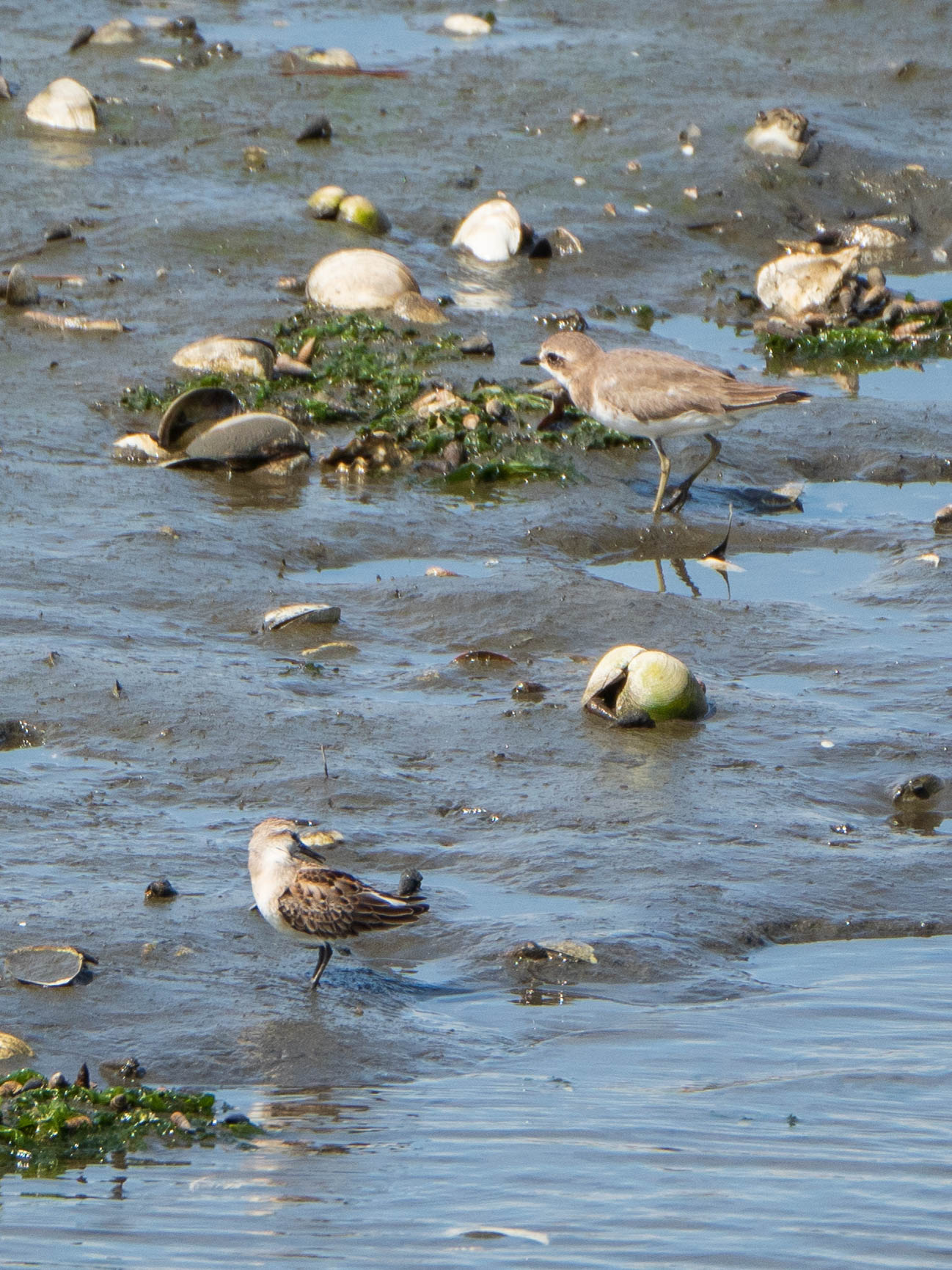 Siberian Sand Plover