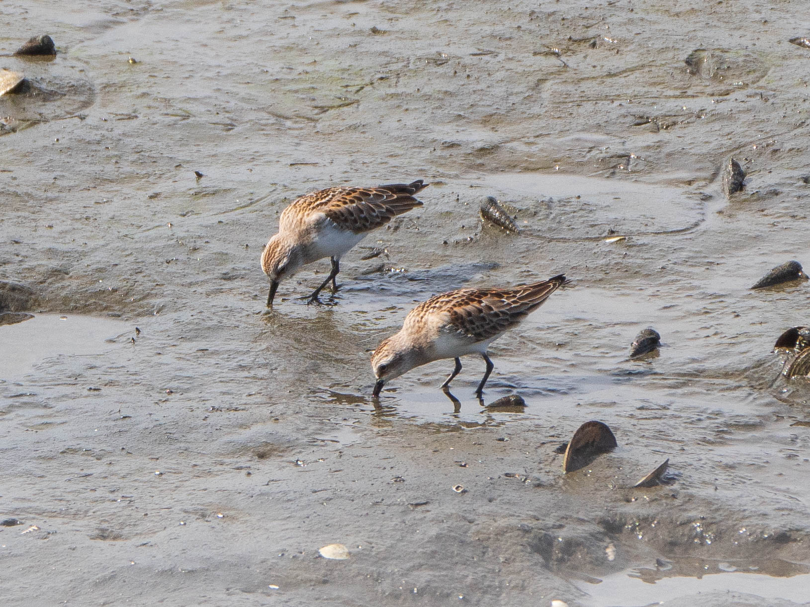 Red-necked Stint