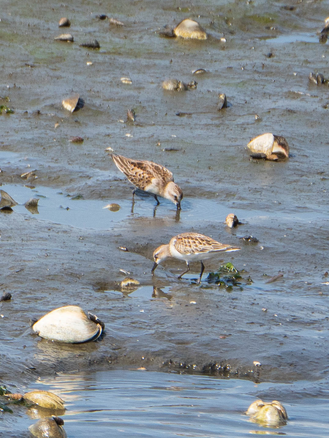 Red-necked Stint