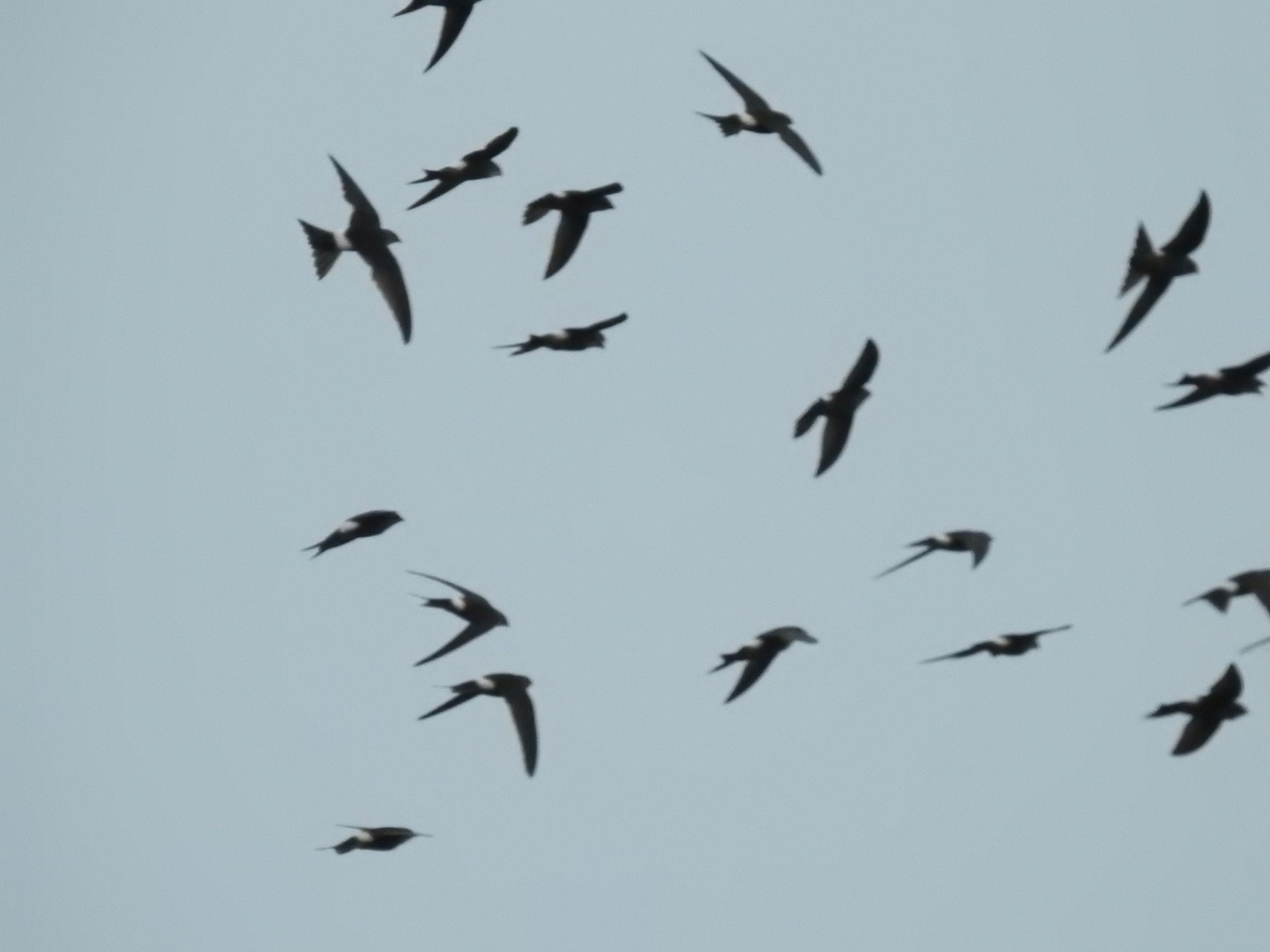 Photo of Pacific Swift at 北海道(道東) by da