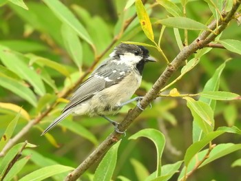 Thu, 9/5/2019 Birding report at 北海道(道東)