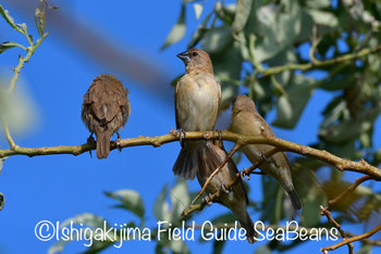 Scaly-breasted Munia Ishigaki Island Wed, 10/2/2019