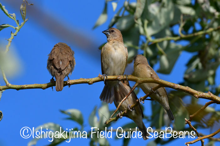 Scaly-breasted Munia