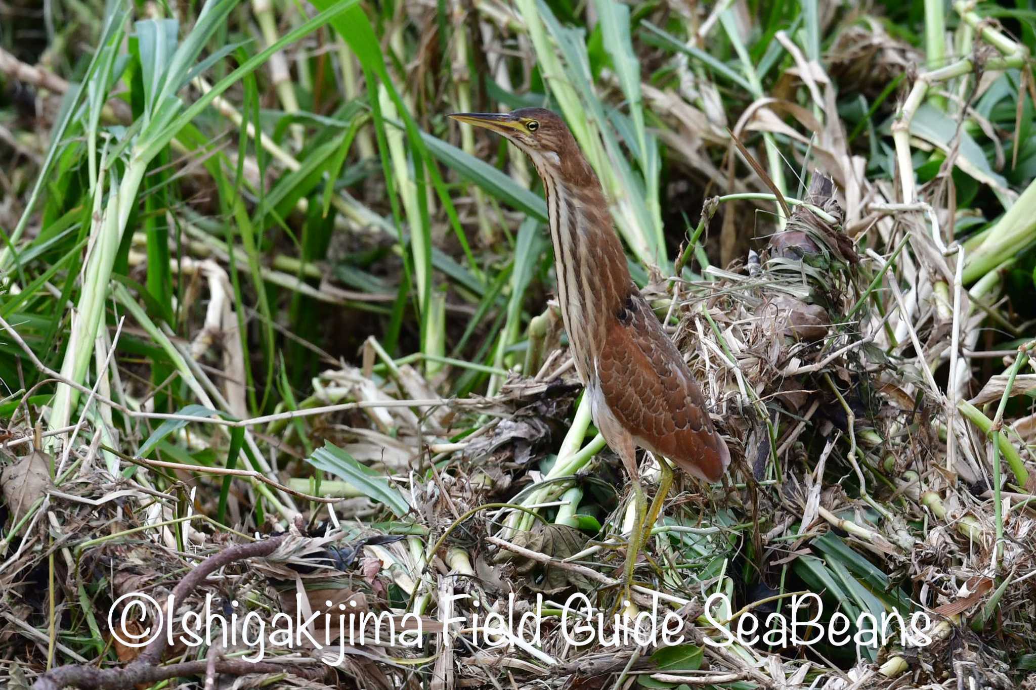 Photo of Cinnamon Bittern at Ishigaki Island by 石垣島バードウオッチングガイドSeaBeans