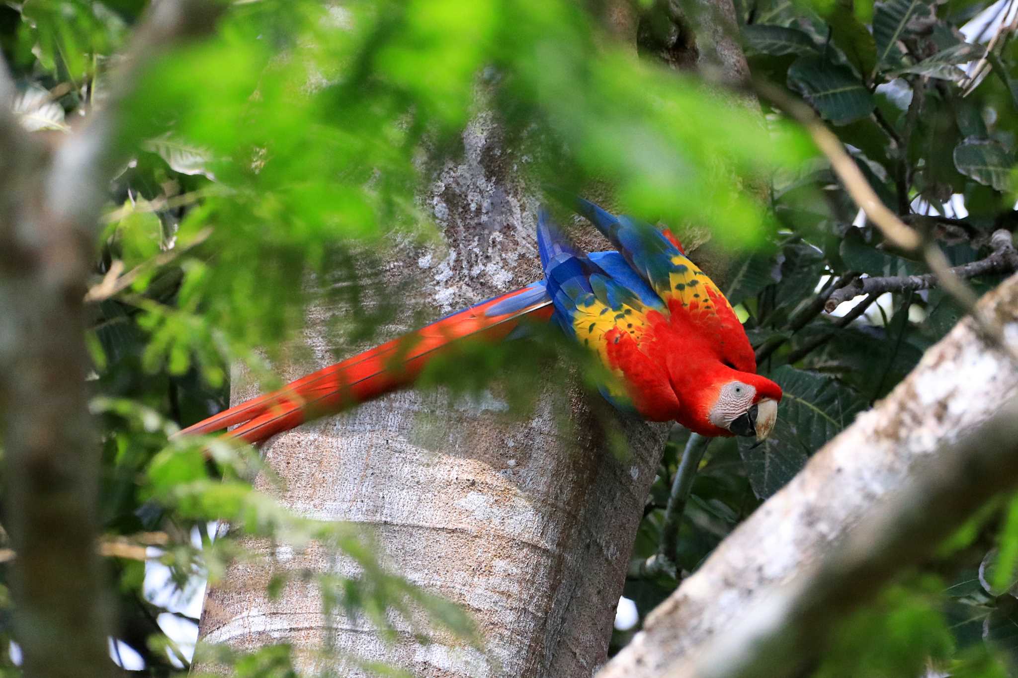 Tarcoles River Cruise(Costa Rica) コンゴウインコの写真 by とみやん
