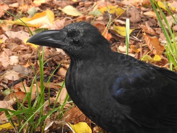 ハシブトガラス 豊平公園(札幌市) 2019年10月3日(木)