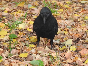 Large-billed Crow 豊平公園(札幌市) Thu, 10/3/2019