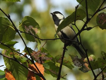 シジュウカラ 豊平公園(札幌市) 2019年10月3日(木)