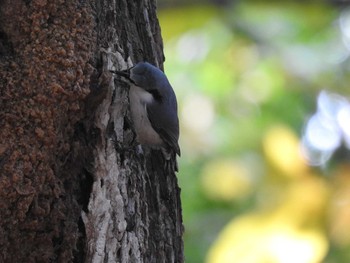 Eurasian Nuthatch(asiatica) 豊平公園(札幌市) Thu, 10/3/2019