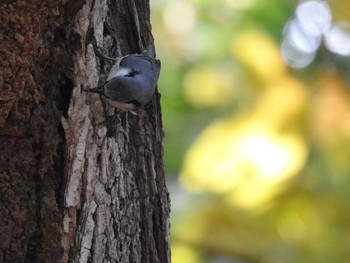 シロハラゴジュウカラ 豊平公園(札幌市) 2019年10月3日(木)