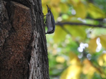 Eurasian Nuthatch(asiatica) 豊平公園(札幌市) Thu, 10/3/2019