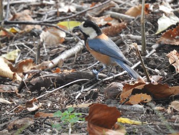 Varied Tit 豊平公園(札幌市) Thu, 10/3/2019